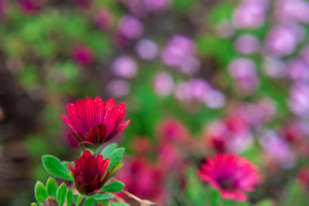 Photography of beautiful african daisies, Osteospermum, with drops of water, red color in a garden.の写真素材