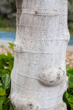 Photograph of the detail of the texture, trunk of a fig tree.の写真素材