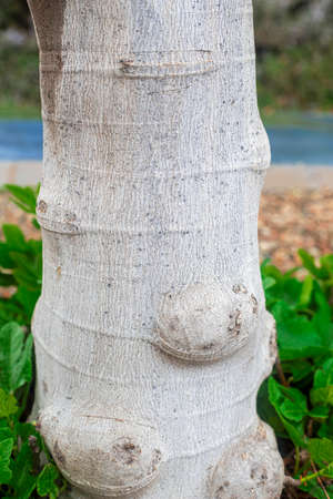 Photograph of the detail of the texture, trunk of a fig tree.の写真素材