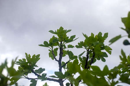 Photography of a fig tree with the detail of the leaves and fruits. fruit tree.の写真素材