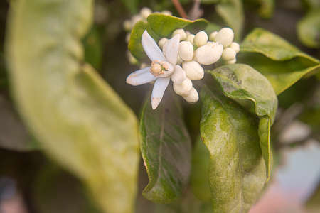 Photograph of the detail of the flower bud in an orange tree with the green leaves.の写真素材
