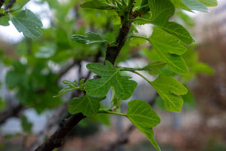 Photography of a fig tree with the detail of the leaves and fruits. fruit tree.の写真素材