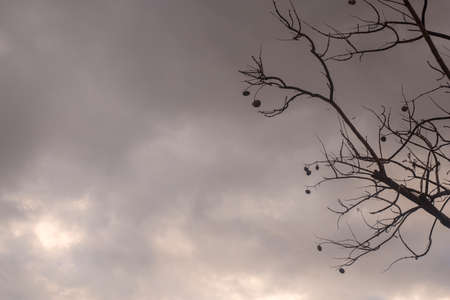 Backlit photography of a tree isolated in a cloudy day, natural landscape. sepia coloured.の写真素材