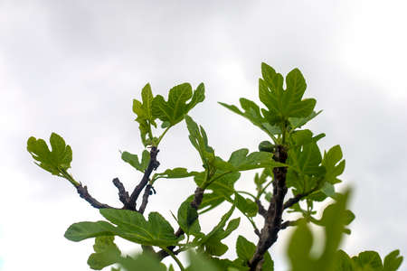 Photography of a fig tree with the detail of the leaves and fruits. fruit tree.