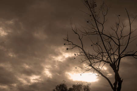Backlit photography of a tree isolated in a cloudy day, natural landscape. sepia coloured.の写真素材