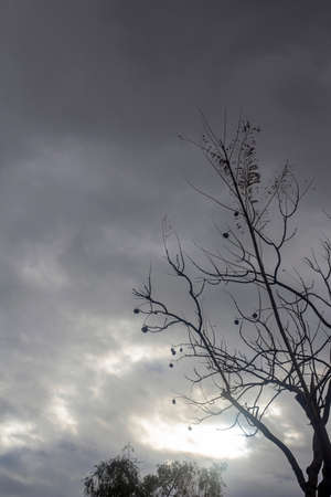 Backlit photography of a tree isolated in a cloudy day, natural landscape. black and whiteの写真素材