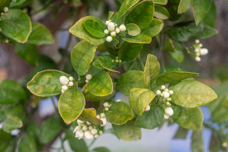 Photograph of the detail of the flower bud in an orange tree with the green leaves.の写真素材