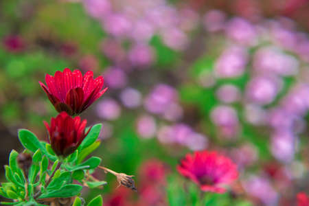 Photography of beautiful african daisies, Osteospermum, with drops of water, red color in a garden.の写真素材