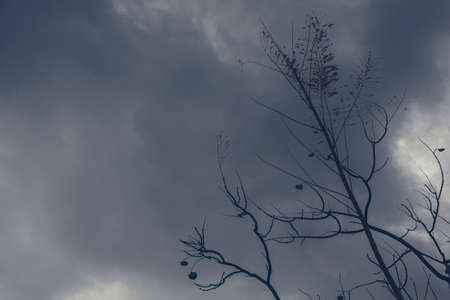 Backlit photography of a tree isolated in a cloudy day, natural landscape. Blue colour.