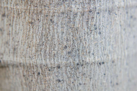 Photograph of the detail of the texture, trunk of a fig tree.の写真素材