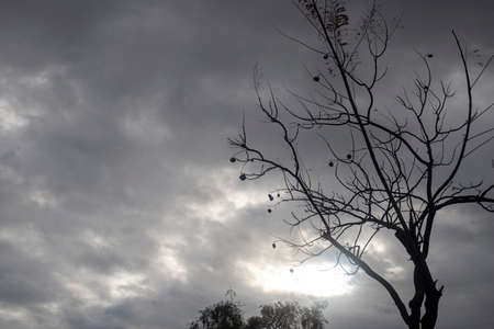 Backlit photography of a tree isolated in a cloudy day, natural landscape. Black and white.の写真素材