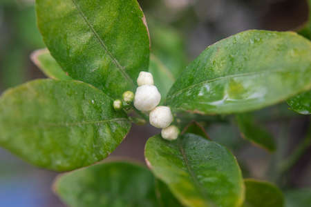 Photograph of the detail of the flower bud in an orange tree with the green leaves.の写真素材