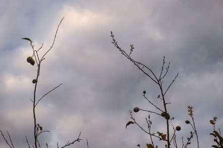 Photography of a lemon tree with lemons. botanical image in a garden. Cloudy day.の写真素材
