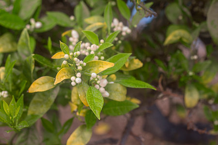 Photograph of the detail of the flower bud in an orange tree with the green leaves.の写真素材