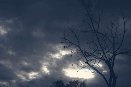 Backlit photography of a tree isolated in a cloudy day, natural landscape. Blue colour.の写真素材