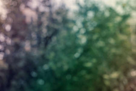 Photography of trees in the woods with bokeh effect. Abstract effect. With a color gradient.