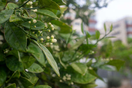 Photograph of the detail of the flower bud in an orange tree with the green leaves.の写真素材