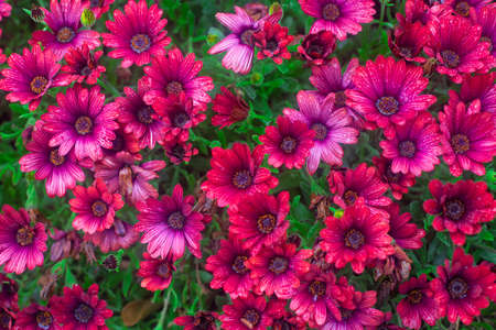 Photography of beautiful african daisies, Osteospermum, with drops of water, pink color in a garden.の写真素材