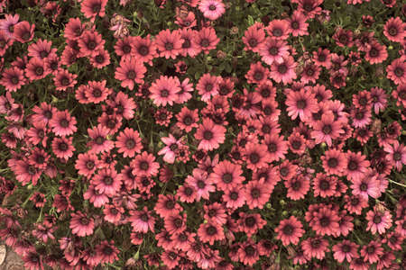 Photography of beautiful african daisies, Osteospermum, with drops of water, sepia color in a garden.の写真素材