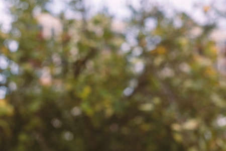 Photography of trees in the woods with bokeh effect. Abstract effect.の写真素材