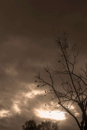 Backlit photography of a tree isolated in a cloudy day, natural landscape. sepia coloured.の写真素材