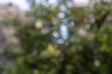 Photography of trees in the woods with bokeh effect. Abstract effect.の写真素材