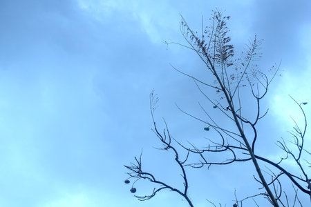 Backlit photography of a tree isolated in a cloudy day, natural landscapeの写真素材