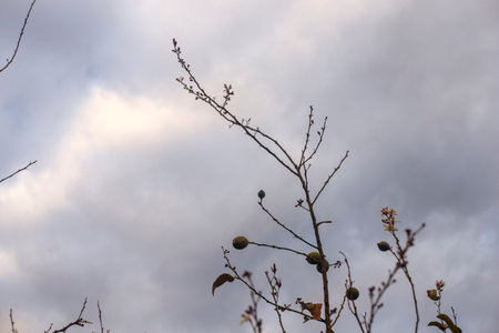 Photography of a lemon tree with lemons. botanical image in a garden. Cloudy day.の写真素材