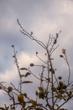 Photography of a lemon tree with lemons. botanical image in a garden. Cloudy day.の写真素材