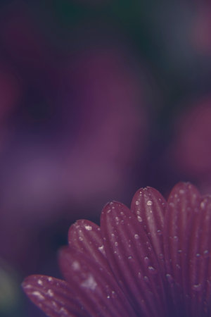 Macro photography of an African daisy in a garden, with drops of water in a rainy day. Isolated daisies. Purpleの写真素材