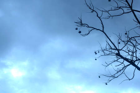 Backlit photography of a tree isolated in a cloudy day, natural landscape. Blue colour.の写真素材
