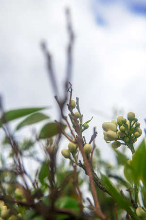 Photograph of the detail of the flower bud in an orange tree with the green leaves.の写真素材