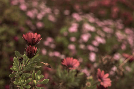 Photography of beautiful african daisies, Osteospermum, with drops of water, sepia color in a garden.の写真素材