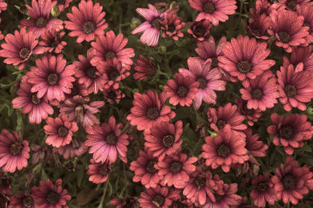 Photography of beautiful african daisies, Osteospermum, with drops of water, sepia color in a garden.の写真素材
