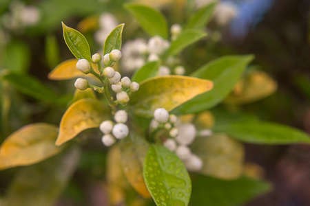 Photograph of the detail of the flower bud in an orange tree with the green leaves.の写真素材