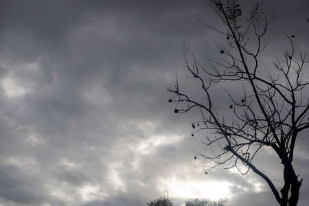 Backlit photography of a tree isolated in a cloudy day, natural landscape. black and whiteの写真素材