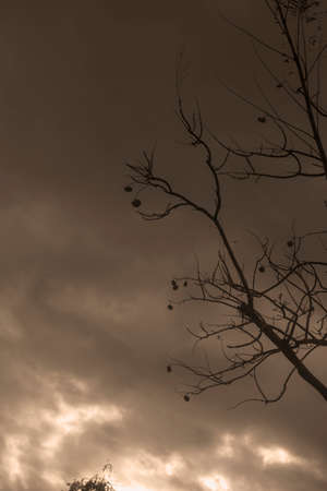 Backlit photography of a tree isolated in a cloudy day, natural landscape. sepia coloured.の写真素材