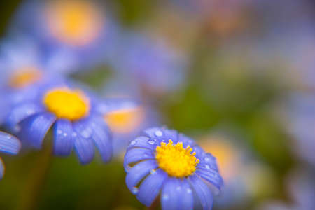 Macro photography of alpine asters, daisies in a garden. With drops of water. Blue and yellow color.の写真素材