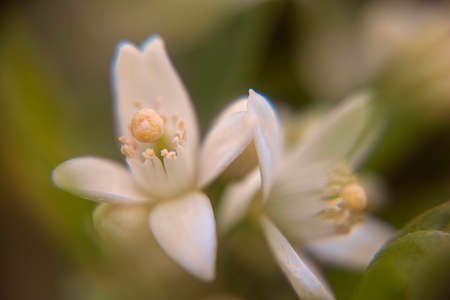 Macro Photography of the detail of the flower bud in an orange tree with the green leaves.の写真素材
