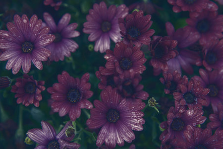 Photography of beautiful african daisies, Osteospermum, with drops of water, purple color in a garden. dark-styleの写真素材