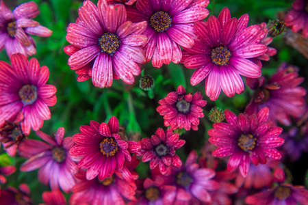 Photography of beautiful african daisies, Osteospermum , pink color in a garden.の写真素材