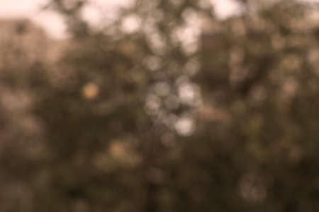 Photography of trees in the woods with bokeh effect. Abstract effect. Sepiaの写真素材