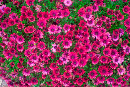Photography of beautiful african daisies, Osteospermum, with drops of water, pink color in a garden.の写真素材