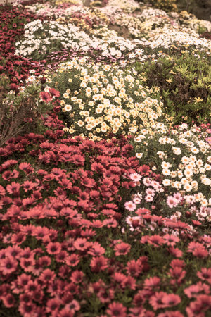 Photography of beautiful african daisies, Osteospermum , sepia color in a garden.の写真素材