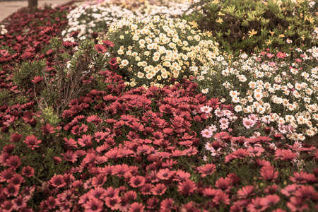 Photography of beautiful african daisies, Osteospermum , sepia color in a garden.の写真素材