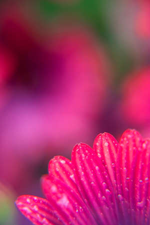 Macro photography of an African daisy in a garden, with drops of water in a rainy day. Isolated daisies. Pink colour..の写真素材
