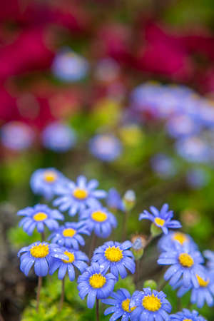 Photography of alpine asters, daisies in a garden. With drops of water. Blue and yellow color.の写真素材
