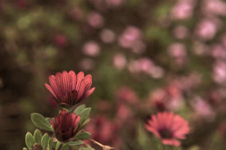 Photography of beautiful african daisies, Osteospermum, with drops of water, sepia color in a garden.の写真素材