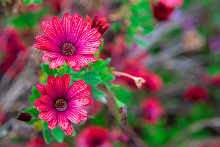 Photography of beautiful african daisies, Osteospermum, with drops of water, red color in a garden.の写真素材