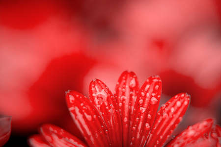Macro photography of an African daisy in a garden, with drops of water in a rainy day. Isolated daisies. Netの写真素材
